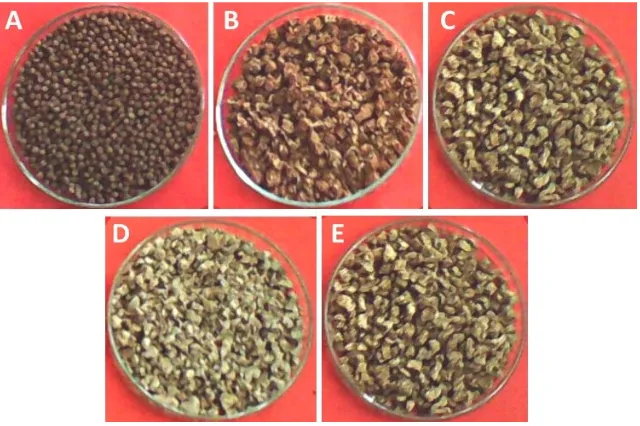 Figure 1. Commercial fish feed (A) and oven-dried fish feeds prepared by R. oryzae fermentation of CT-CB combined substrate mixed in different ratios of 100%:0% (B), 75%:25% (C), 50%:50% (D), and 25%:75% (E)
