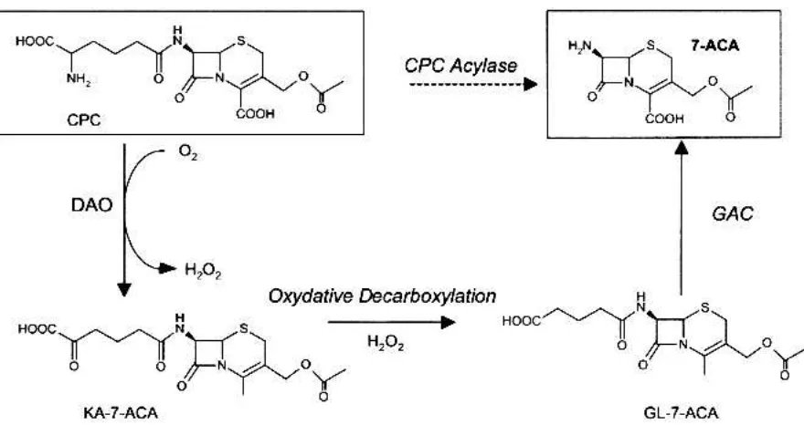 Gambar 1.  Konversi sefalosporin C menjadi 7-ACA. CPC:cephalosporin C, DAO:D-amino acid oxidase, KA-7-ACA:keto adipoyl-7-aminocephalosporanic acid, 7-ACA:7-aminocephalosporanic acid, GAC:glutaryl acylase, GL-7-ACA:glutaryl-7-aminocephalosporanic acid (Barb