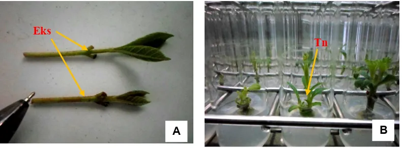 Gambar 2. Eksplan berukuran panjang 1 cm dan diameter 3 mm sebagai material sterilisasi (A), Kultur aseptik bebas browning yang tumbuh baik pada > 12 HST (B)