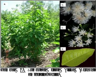 Gambar  1. Tumbuhan  daun  Afrika  (Vernonia