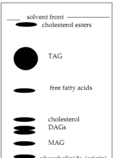 Gambar 2.11. Hasil KLT ekstrak lipid (Christie, 2003). 