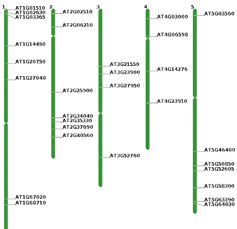 Gambar 3. Penyebaran GO ID hasil ontologi gen pada kromosom Arabidopsis thaliana 