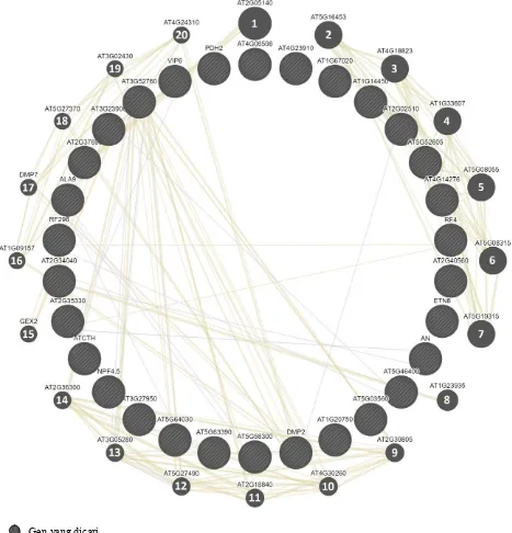 Gambar 5.  Hubungan interaksi antar gen terkait hasil analisis ontologi sekuen sagu dengan gen pada Arabidopsis melalui GeneMania