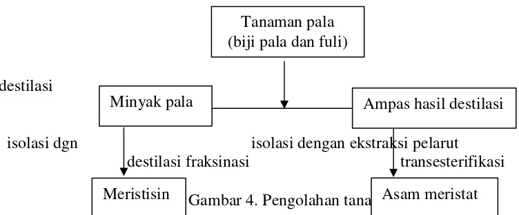 Gambar 4. Pengolahan tanaman pala Asam meristat 