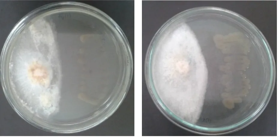 Gambar 1. Aktivitas bakteri S. rhizophila dalam menghambat pertumbuhan G. boninense; (A) penghambatan tertinggi pada biakan keempat  (F4); (B) penghambatan terendah pada biakan kelima (F5) 