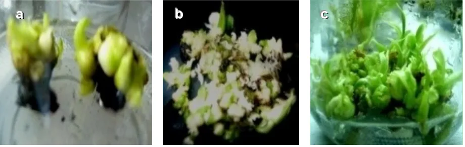 Gambar 1. Proliferasi tunas in vitro pisang kepok Unti Sayang: (a). Bakal tunas umur 4 minggu, (b)