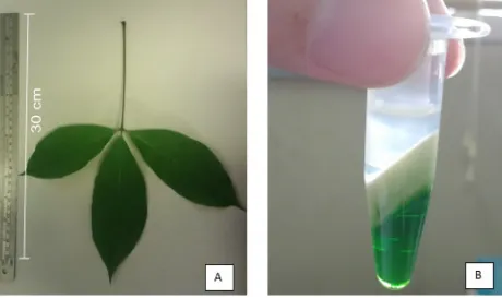 Gambar 1. (A). Sampel daun karet dan (B). pemisahan DNA karet dalam tube 