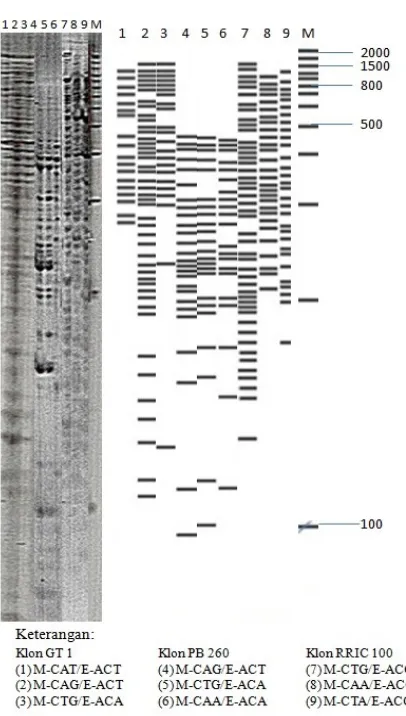 Gambar 2. Hasil elektroforesis DNA isolasi (Marka 1 kb, 1-3: DNA klon IRR 104, klon RRIM 600, dan klon PR 300) 