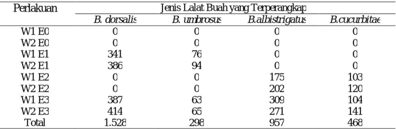 Tabel  1.  Jumlah  dan  Jenis  Lalat  buah  (Diptera:Tephritidae)  yang  Terperangkap  Pada  Pengamatan 1-12 Dalam interval Waktu 5 Hari