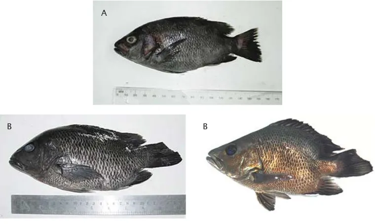 Gambar 3. Bentuk tubuh ikan kakap merah yang normal (A) dan yang abnormal (B)Figure 3.Morphological shape of mangrove snapper (A) normal and (B)abnormal