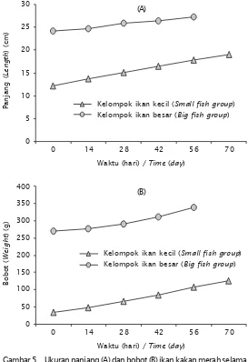 Gambar 5. Ukuran panjang (A) dan bobot (B) ikan kakap merah selamapenelitianFigure 5.Length (A) and weight (B) of mangrove snapper duringthe experiment