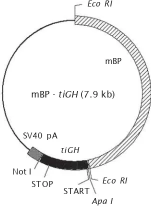 Gambar 1. Peta konstruksi gen mBP-tiGHFigure 1.Map of the mBP-tiGH gene construction