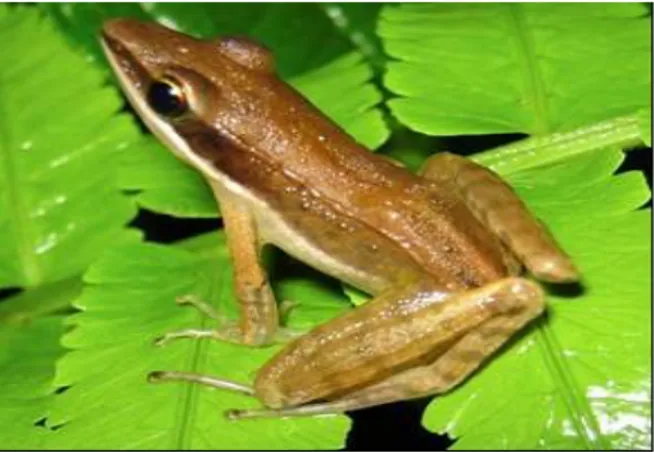 Gambar  2. Lima lokasi perekaman suara panggilan  individu  jantan  Hylarana  nicobariensis:  Batukaru,  Danau  Ecology  Park,  Curug  Nangka, Curup dan Limau Manis