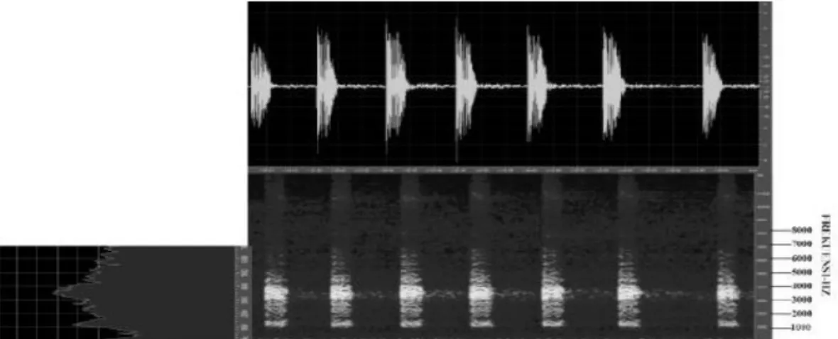 Gambar  3.  Oscillograms,  audiospectrogram  dan  energi  frekuensi  suara  panggilan  Hylarana  nicobariensis  dengan tujuh nada pulsa (pulse) dalam satu suara panggilan (advertisement call)