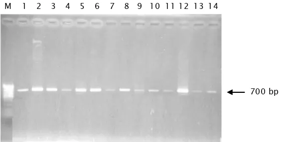 Gambar 1. Fragmen tunggal yang diisolasi dari cytochrome B mtDNA