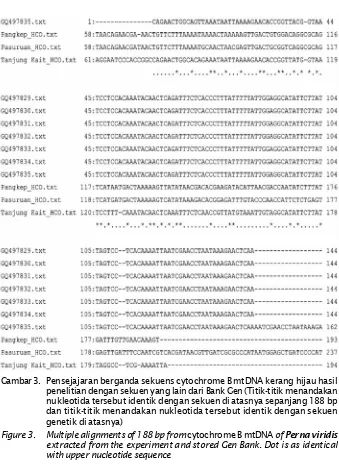 Gambar 3. Pensejajaran berganda sekuens cytochrome B mtDNA kerang hijau hasil