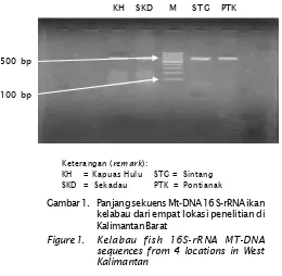 Gambar 1. Panjang sekuens Mt-DNA 16 S-rRNA ikan