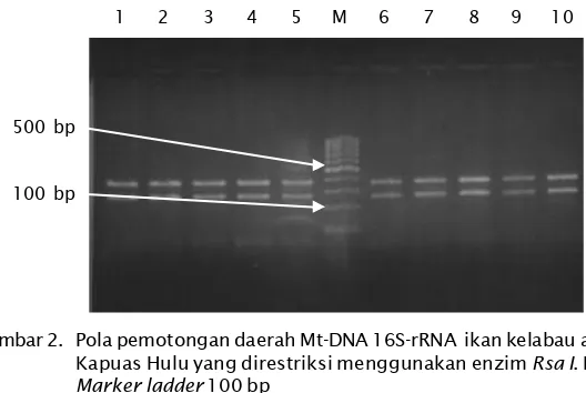 Gambar 2. Pola pemotongan daerah Mt-DNA 16S-rRNA  ikan kelabau asal