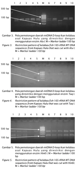 Gambar 4. Pola pemotongan daerah mtDNA D-loop ikan kelabau