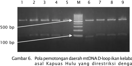Gambar 6. Pola pemotongan daerah mtDNA D-loop ikan kelabauasal Kapuas Hulu yang direstriksi denganFigure 6.menggunakan enzim Hae III