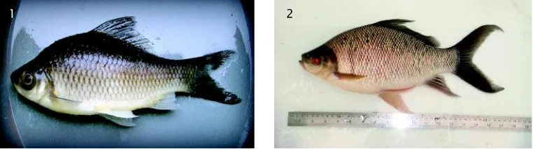 Gambar 7. Dendrogram ikan kelabau dari Pontianak (1), Sekadau (2),Sintang (3), dan Kapuas Hulu (4)Figure 7.Dendrogram of kelabau fish from Pontianak (1), Sekadau (2),Sintang (3), and Kapuas Hulu (4)