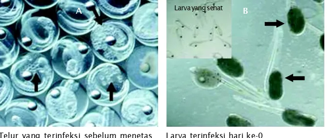 Gambar 1. Persentase telur ikan tuna sirip kuning, T. albacares yang terinfeksiendoparasit pada fase embrioFigure 1.Percentages of infected egg of yellowfin tuna, T