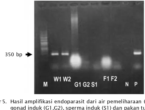 Gambar 5. Hasil amplifikasi endoparasit dari air pemeliharaan (W1,W2),gonad induk (G1,G2), sperma induk (S1) dan pakan tuna/ikanlayang (F1, F2), kontrol negatif (N), kontrol positif (P), dan marker100 bp (M)Figure 5.Electrophoresis of amplified products by PCR from rearing water(W1, W2), broodstock gonads (G1, G2), sperm (S1) and broodstockfeed (F1, F2), negatif control (N), positif control (P), and marker