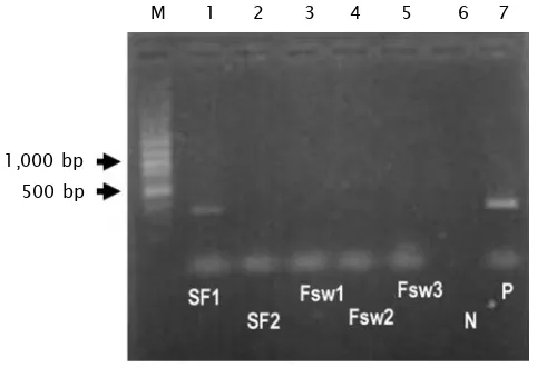 Gambar 6. Amplifikasi PCR endoparasit yang terdapat pada filter pasirdan air laut langsung (SF1 =Figure 6