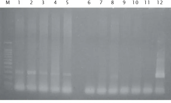 Gambar 3. Hasil deteksi Koi Herpes Virus (KHV) terhadap ikan mas uji