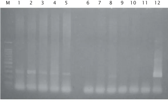 Gambar 3. Hasil deteksi Koi Herpes Virus (KHV) terhadap ikan mas uji