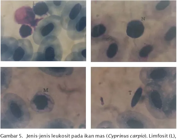 Gambar 5. Jenis-jenis leukosit pada ikan mas (Cyprinus carpio). Limfosit (L),
