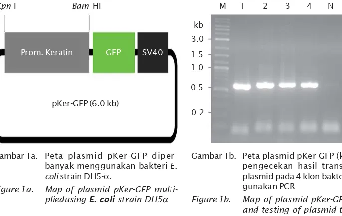 Gambar 1a. Peta plasmid pKer-GFP diper-
