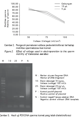Gambar 3. Hasil uji PCR DNA sperma komet yang telah dielektroforasiFigure 3.PCR test of DNA spermatozoa treated with GFP by electrophoration