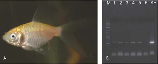 Gambar 4. (A) Performa benih ikan yang telah diintroduksi dengan gen GFPmenggunakan elektroforasi