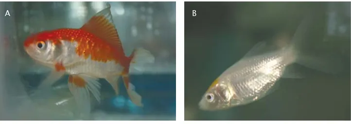 Gambar 5. Pengamatan visual untuk membedakan warna ikan komet: (A) tanpa penambahangen GFP dan (B) sesudah dilakukan penyisipan gen GFP dengan elektroforasiFigure 5.Visualization of fish to compare the color (A) without insertion of GFP gene, (B) fishwith insertion of GFP gene by electrophoration