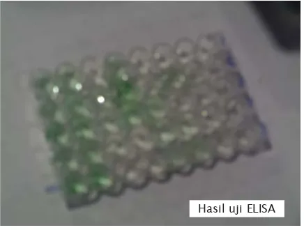 Gambar 4. Hasil akhir dari uji ELISA di LapanganFigure 4.The final results of the ELISA test in thefield