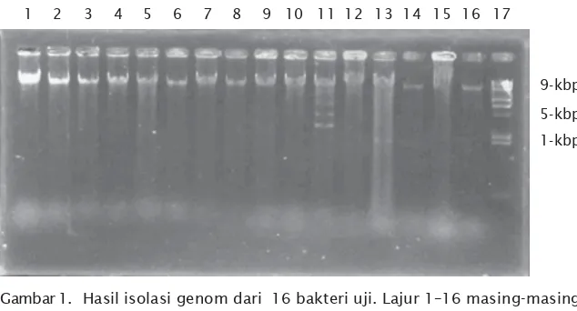 Gambar 1. Hasil isolasi genom dari  16 bakteri uji. Lajur 1–16 masing-masinggenom isolat bakteri Vibrio spp