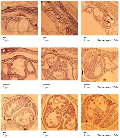 Gambar 3. Histologis larva ikan kerapu macan umur 1 hari (A), 2 hari (B), 3 hari (C), 5 hari (D), 8 hari