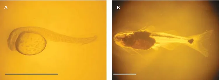 Gambar 9. Larva patin nasutus yang baru menetas (A) dan umur 10 hari (B) (skala batang= 3 mm)Figure 9.Newly hatched (A) and 10 days old (B) larvae of P