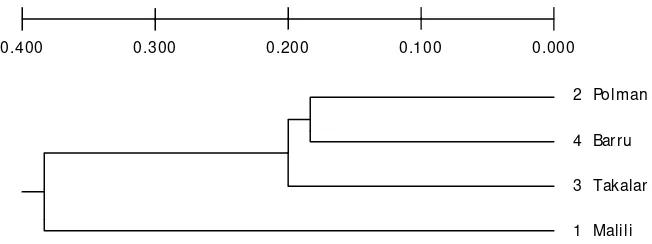 Gambar 5. Dendrogram jarak genetik pada populasi ikan beronang (S. guttatusFigure 5.)dari perairan Polman, Barru, Takalar (Selat Makassar) dan MaliliDendrogram of genetic distance population of rabbitfish, S