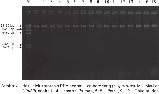 Gambar 2. Hasil elektroforesis DNA genom ikan beronang (S. guttatus). M =  Marker