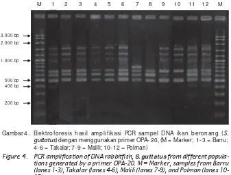 Gambar 4. Elektroforesis hasil amplifikasi PCR sampel DNA ikan beronang (S.