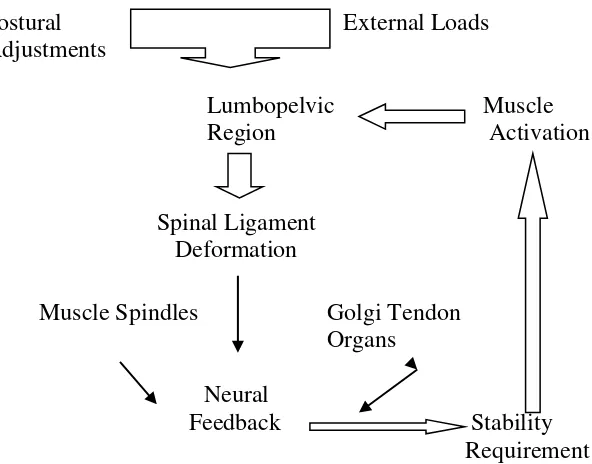 Gambar 2.6. Model of core stability (Core Stability Training: Application To Sport    Condition Programs) (Jeffrey, 2007) 
