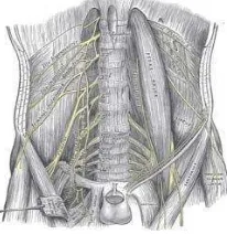 Gambar 2.12. Radiks Vertebra Lumbal 