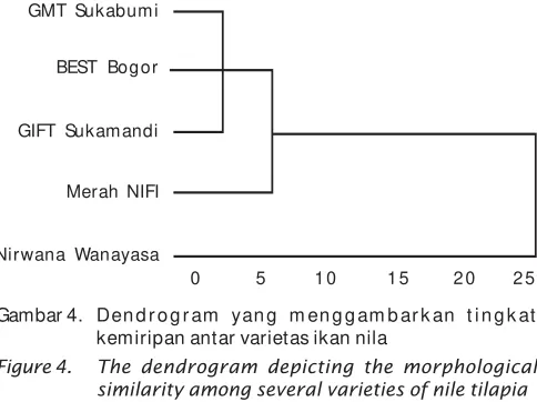 Gambar 4. Dendrogram  yang m enggam barkan tingkat