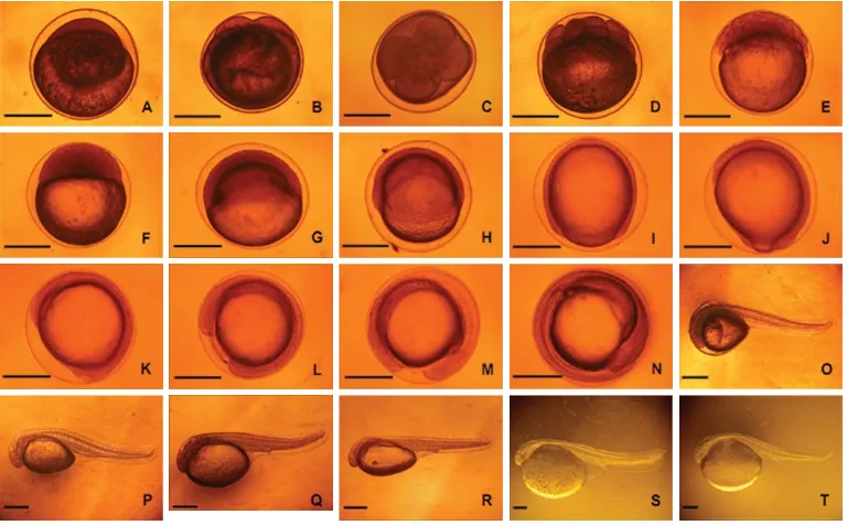 Gambar 2. Embriogenesis patin siam, jambal, nasutus, hibrida siam- jambal dan hibrida siam- nasutus.Proses perkembangan embrio (A- N), penetasan (O), larva patin hibrida siam- jambal (P),hibrida siam- nasutus (Q), siam (R), jambal (S) dan nasutus (T) yang baru menetas (skalabatang =  0,5 mm)