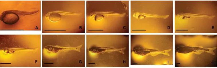 Gambar 3. Perkembangan morfologis larva patin hibrida siam- jambal sampai umur 10 hari (skalabatang=  2 mm)Figure 3.Morphological development of P
