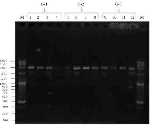 Gambar 3.Profil fragmen RAPD hasil amplifikasi DNA tiga generasi ikan rain-Fbow Kurumoi dengan menggunakan primer OPZ-13igure 3.Profile of RAPD fragments of DNA amplification result in three generationsof Kurumoi rainbow fish using OPZ-13 primer