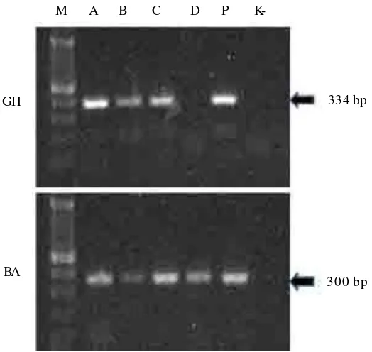 Gambar 1.Hasil PCR menggunakan primer spesifik gen penyandi hormon pertumbuhan