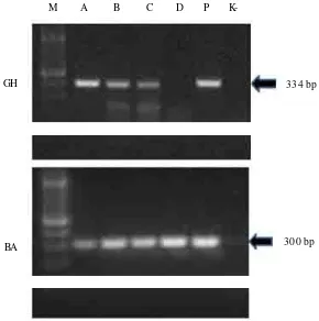 Gambar 2.Hasil RT-PCR menggunakan primer spesifik gen penyandi hormon pertumbuhan